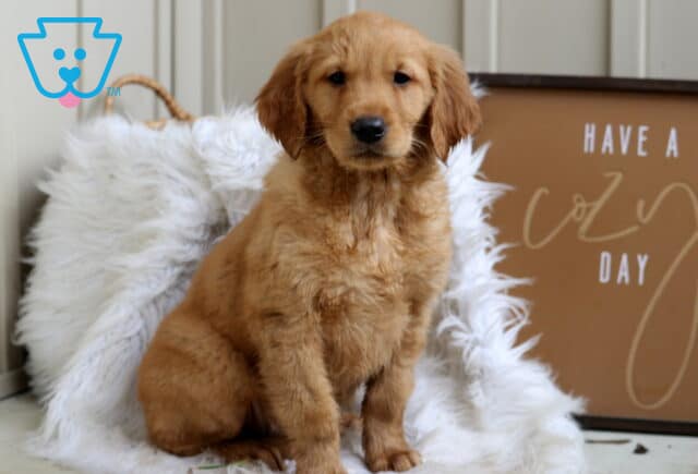 Stella Golden2 image