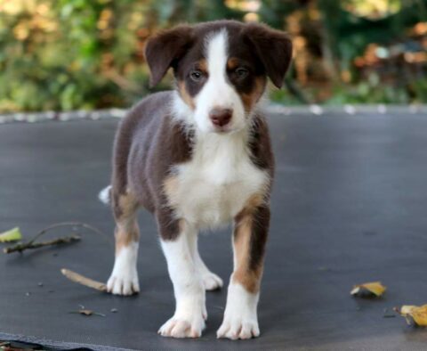 Stew Border Collie Mix