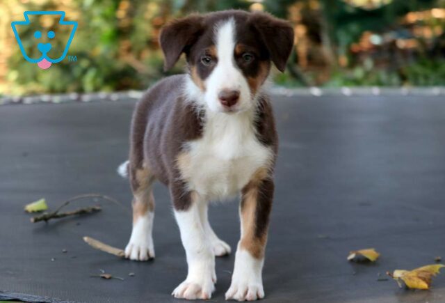 Stew Border Collie Mix image