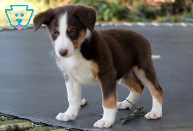 Stew Border Collie Mix2 image