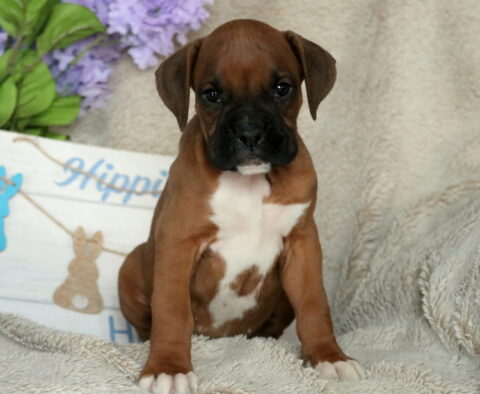 Stewie Boxer2