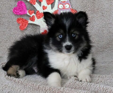 Stewie Pomsky2