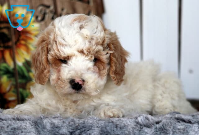 Stoney Cavapoo image