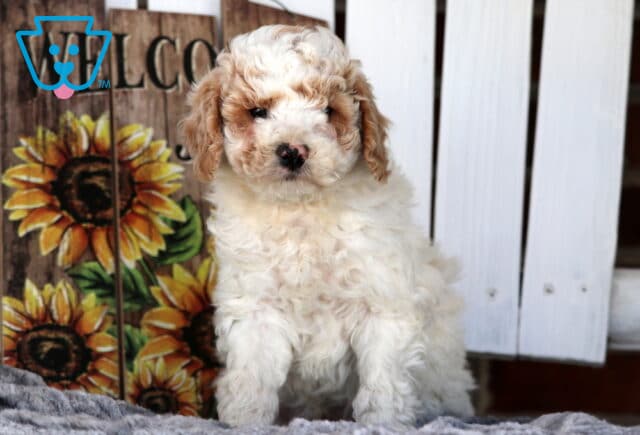 Stoney Cavapoo2 image