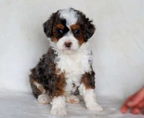 Storm Mini Bernedoodle