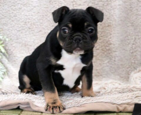 Sugar French Bulldog2