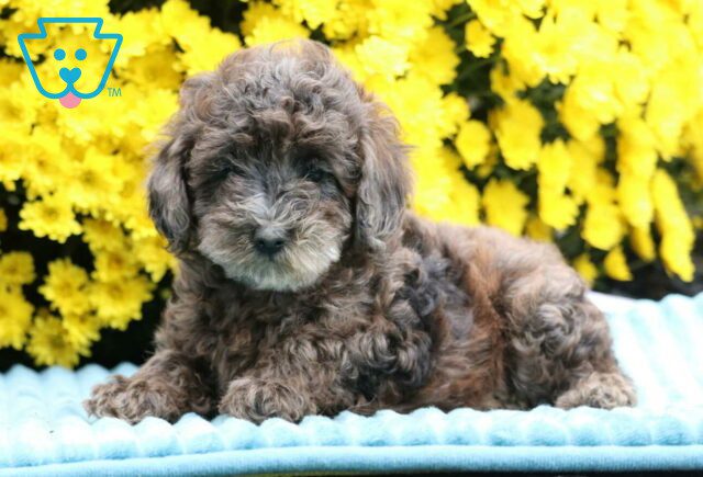 Sugar Mini Poodle2 image
