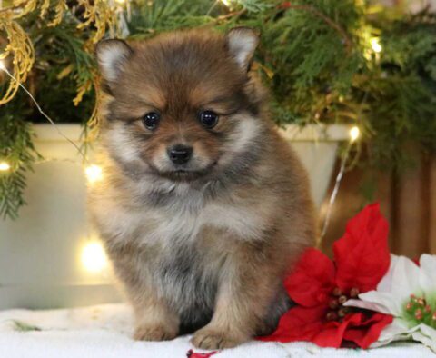 Sugar Pom