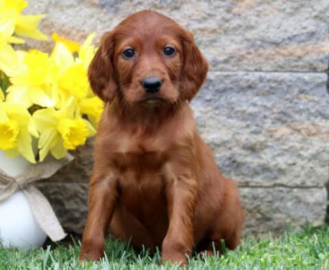 Sugar Setter