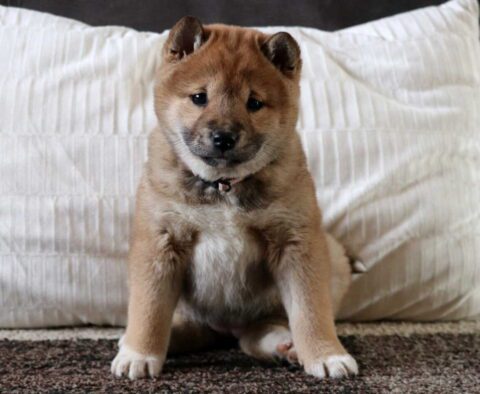 Sugar Shiba Inu