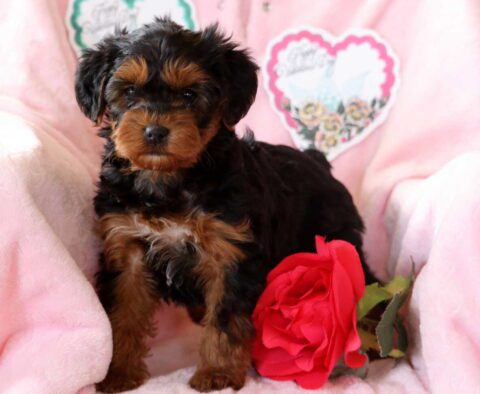 Sugar Yorkiepoo