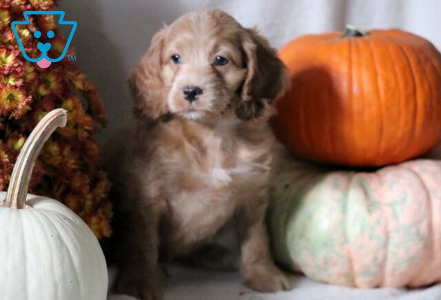Suki Cockapoo image