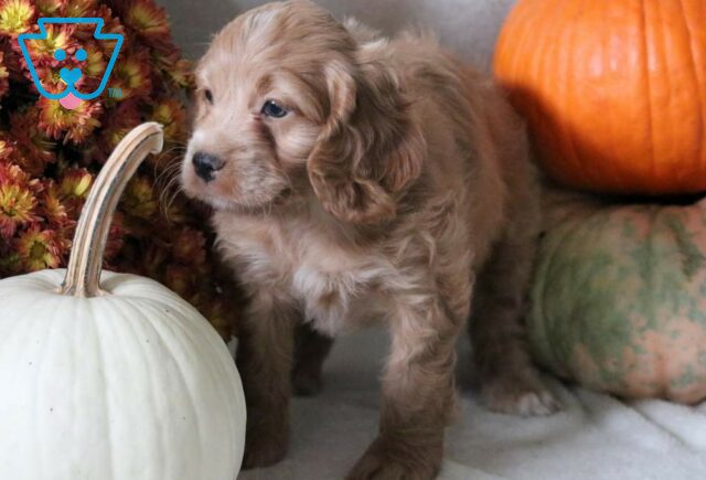 Suki Cockapoo2 image