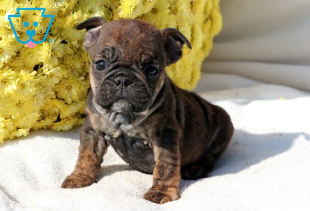 Sunshine Bulldog image