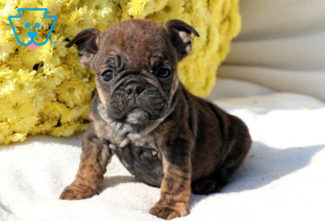Sunshine Bulldog2 image