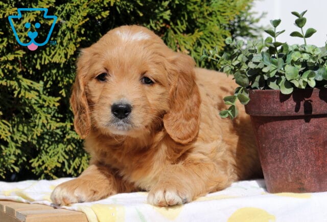 Sunshine Goldendoodle image