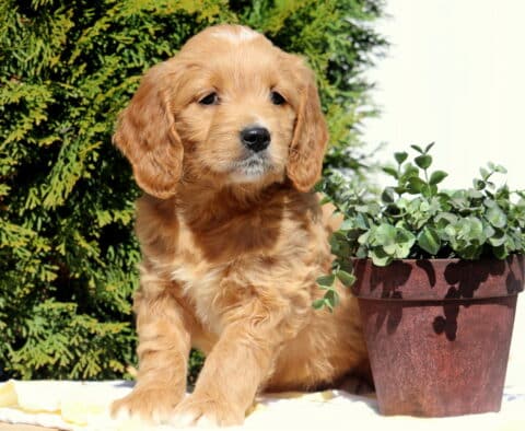 Sunshine Goldendoodle2