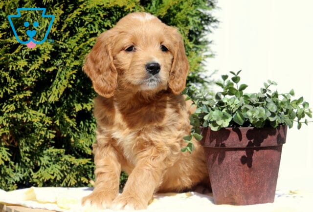 Sunshine Goldendoodle2 image