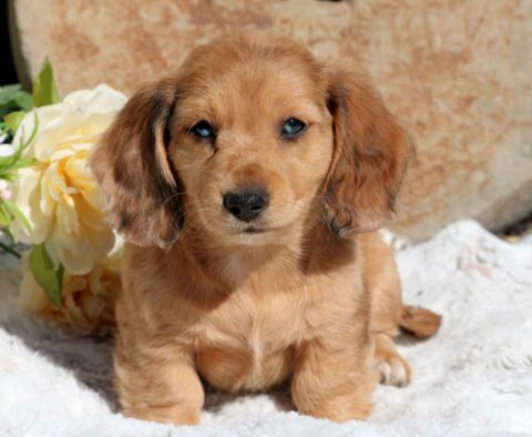 Sunshine Mini Dachshund3