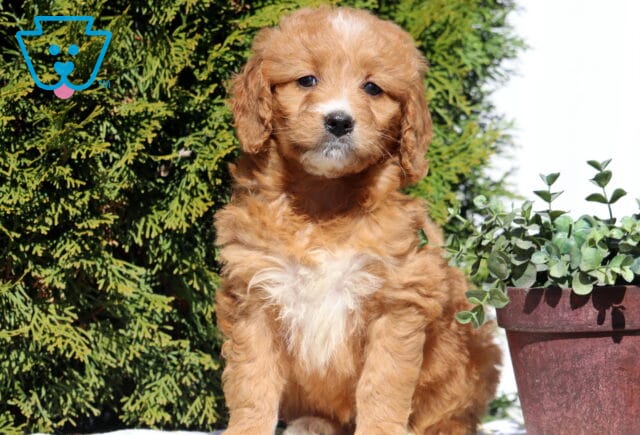 Sushi Goldendoodle image