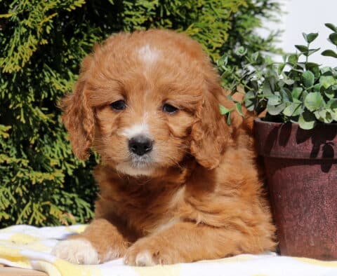 Sushi Goldendoodle2