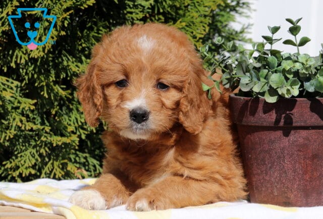 Sushi Goldendoodle2 image