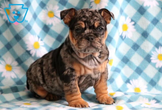 Sweet Pea Bulldog image