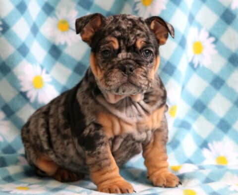 Sweet Pea Bulldog2