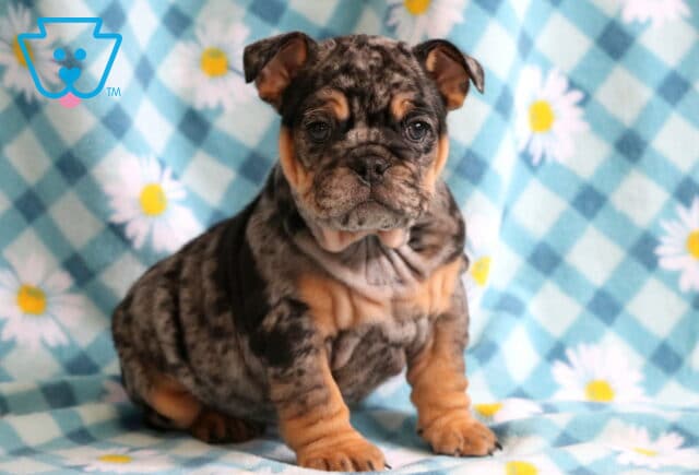 Sweet Pea Bulldog2 image