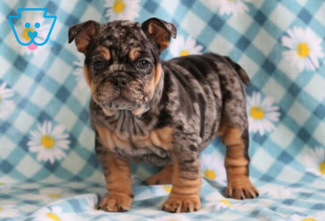 Sweet Pea Bulldog3 image