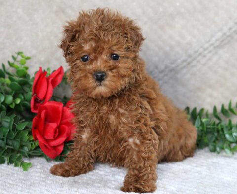 Sweet Tart Maltipoo