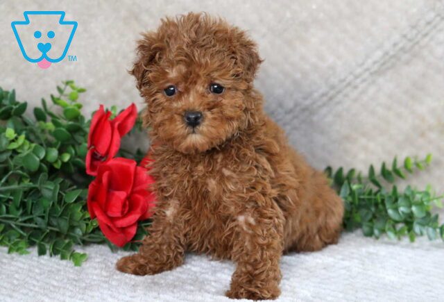 Sweet Tart Maltipoo image