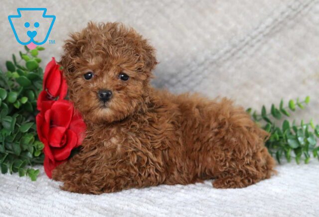 Sweet Tart Maltipoo2 image