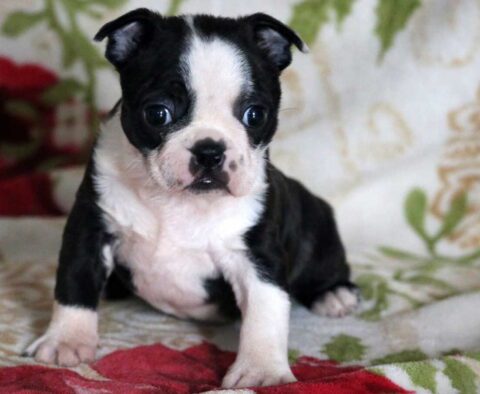 Sweetie Boston