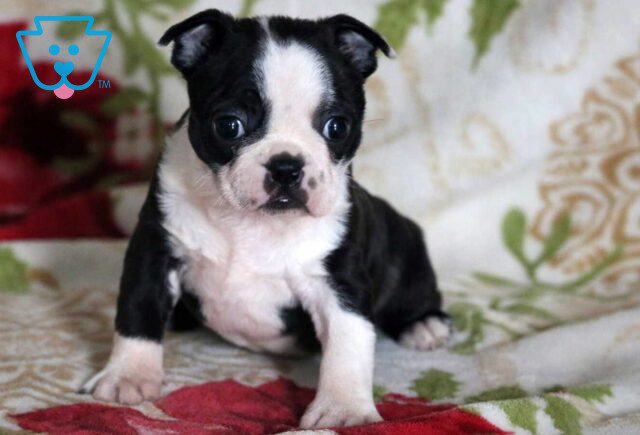 Sweetie Boston image