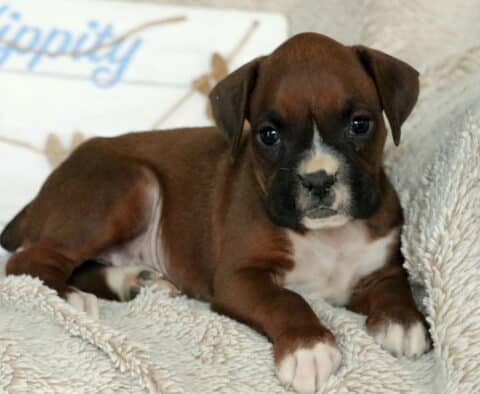 Sweetie Boxer