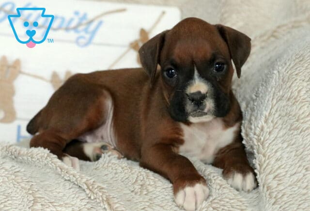 Sweetie Boxer image