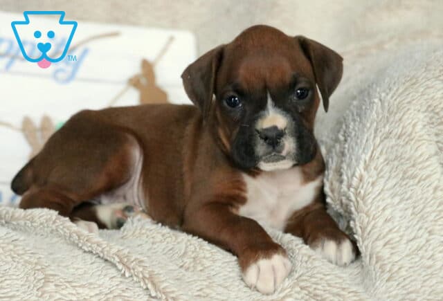 Sweetie Boxer2 image