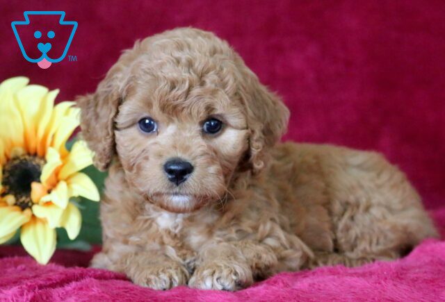 Sweetie Cavapoo 1-001