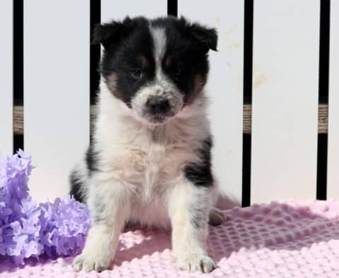 Sweetie Pie Border Collie