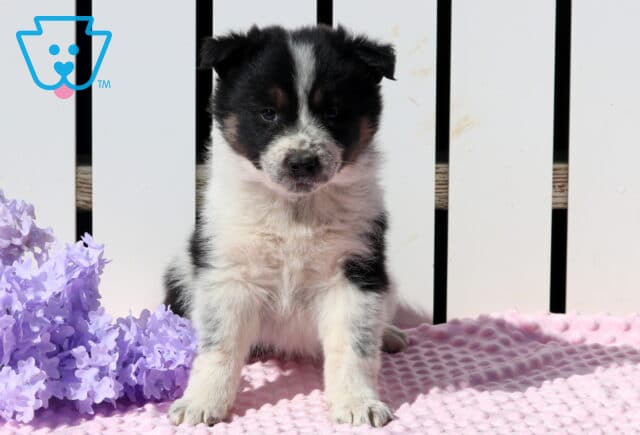 Sweetie Pie Border Collie image