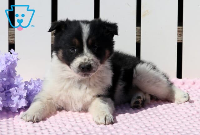 Sweetie Pie Border Collie2 image