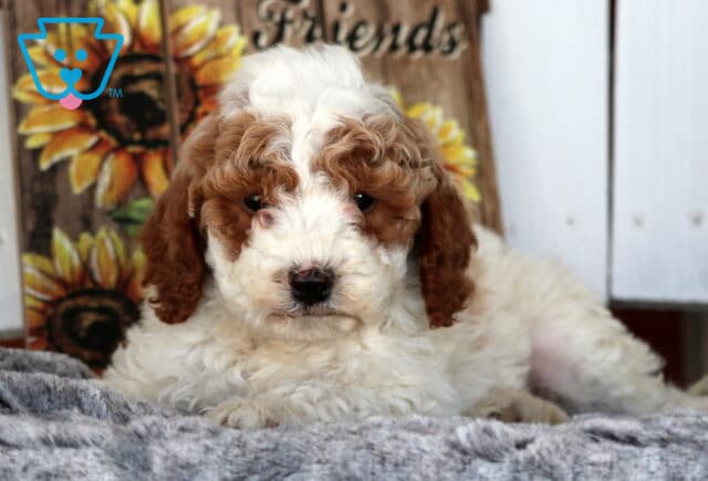 Sylvester Cavapoo2 image