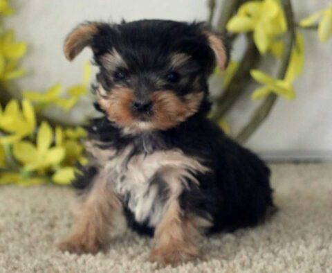 T-Cup Yorkie