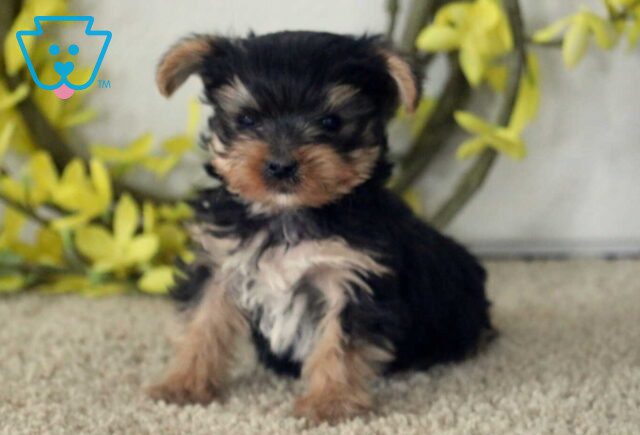T-Cup Yorkie image