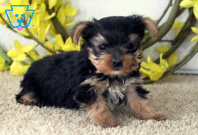 T-Cup Yorkie2 image