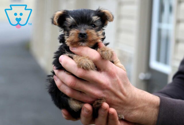 T-Cup Yorkie3 image