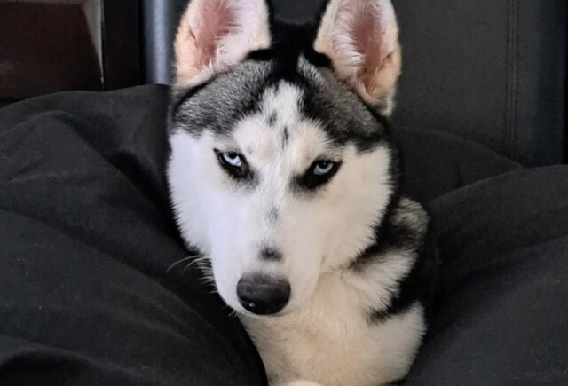 My Wonderful Siberian Huskey – Tabby – is SOOOOO Wonerdful