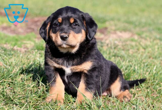 Tabby Bernese Mix