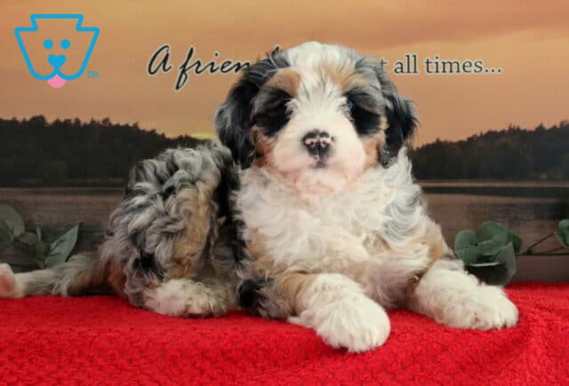 Tabby Mini Bernedoodle image